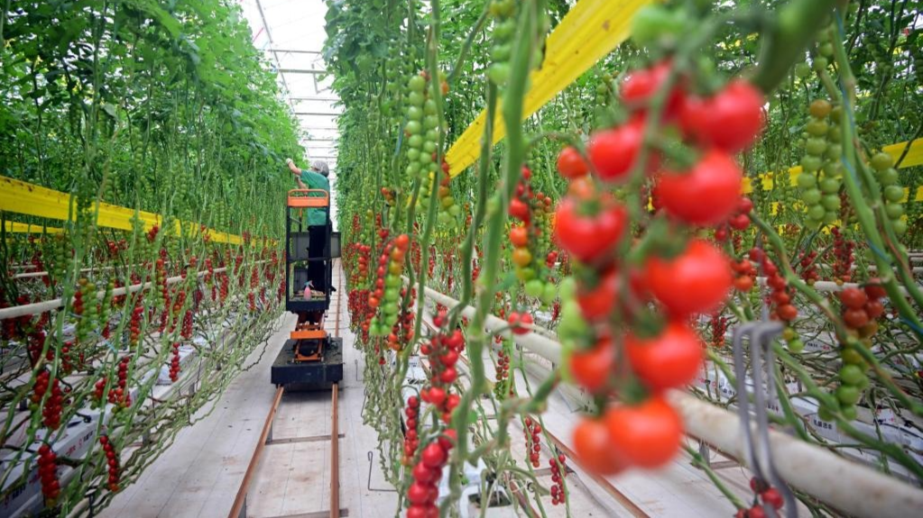 专访丨两会让世界看到中国治理智慧——访尼日利亚通讯社社长阿里