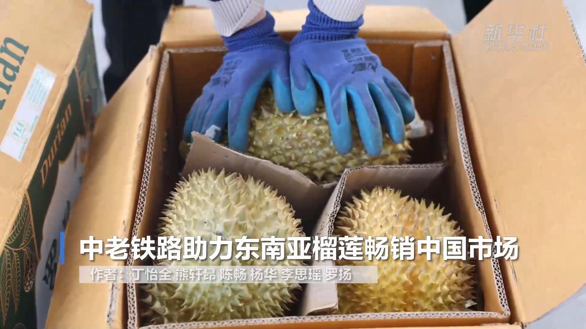 中老铁路助力东南亚榴莲畅销中国市场