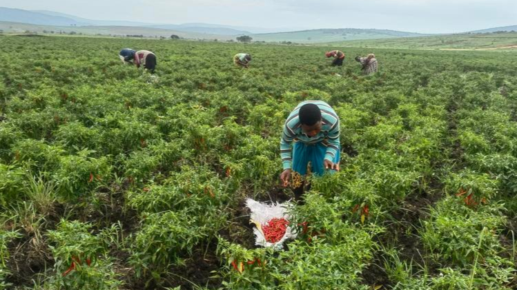 辣椒与橡胶的故事：“产工贸一体化”赋能中非经贸合作