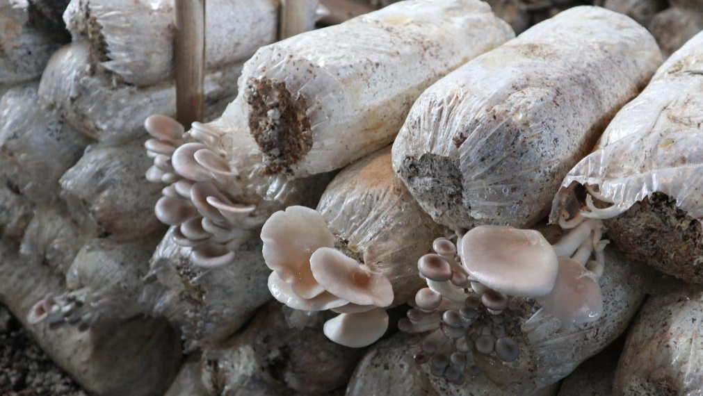 记者手记丨授人以“菇”——中国食用菌技术让埃塞人的餐盘更丰富