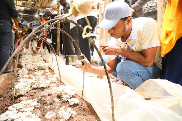 Rwanda : la technologie Juncao