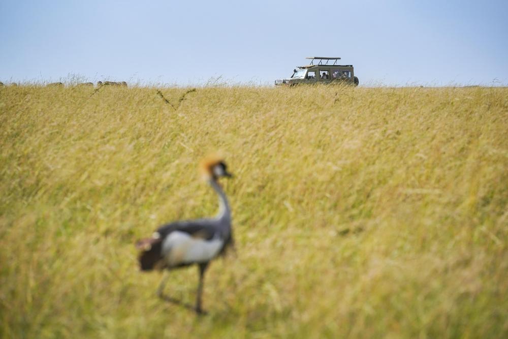 游览肯尼亚马赛马拉国家保护区