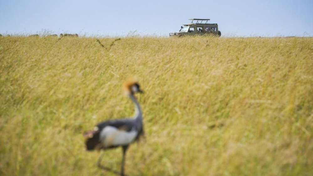 游览肯尼亚马赛马拉国家保护区