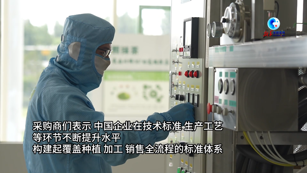 Global Connection | From Tea Plantations to the World: A Cup of Matcha's Journey to the Sea