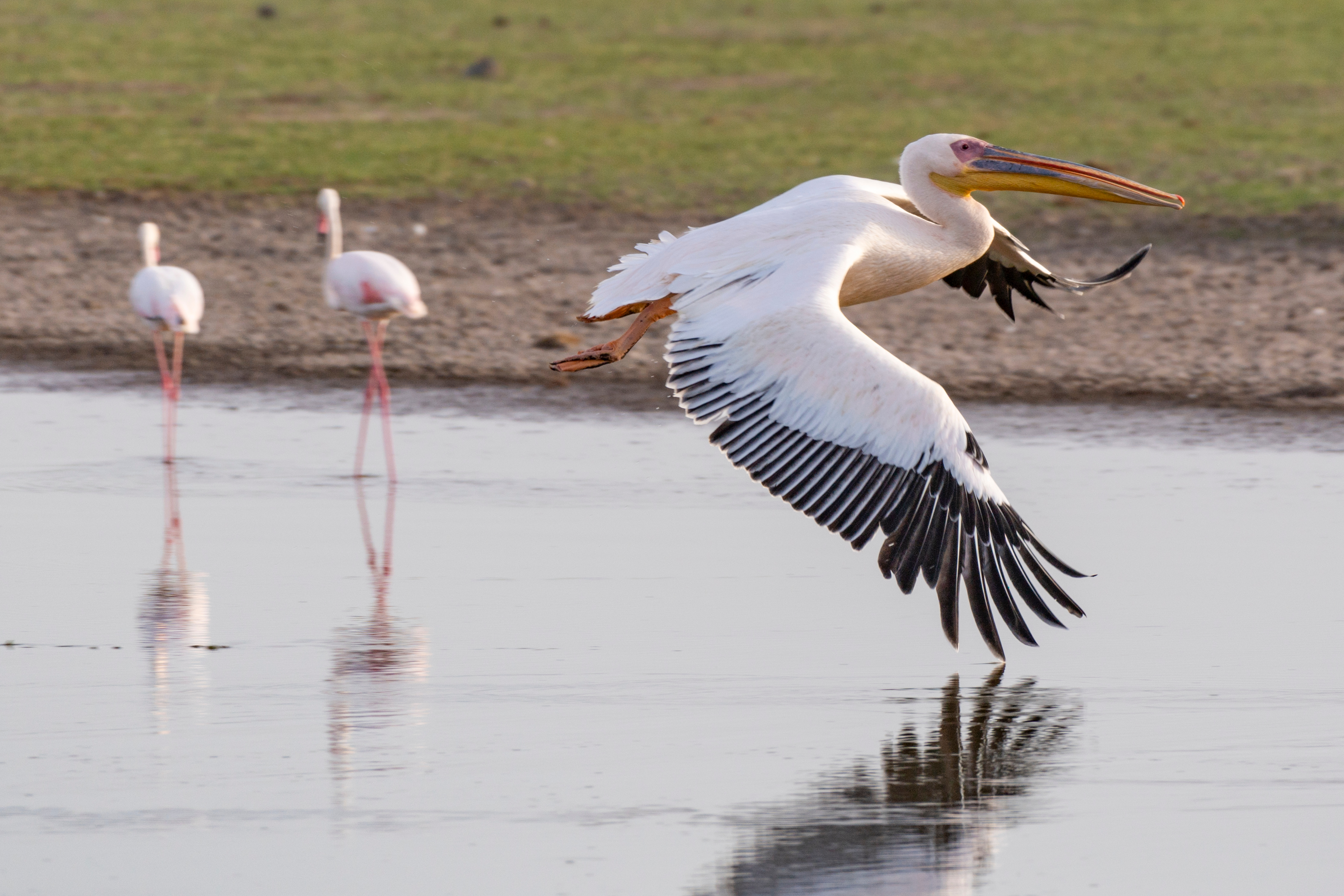 Visit Amboseli National Park in Kenya