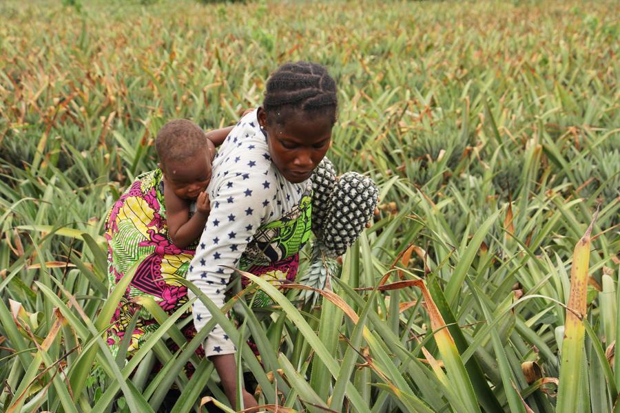 Bénin : les ananas "Pain de Sucre" en pleine récolte