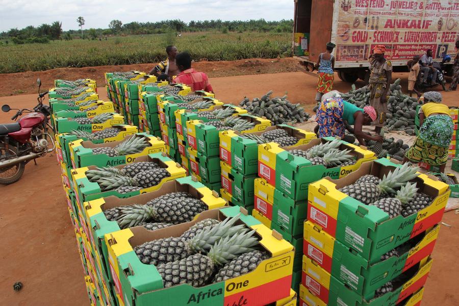 Bénin : les ananas "Pain de Sucre" en pleine récolte