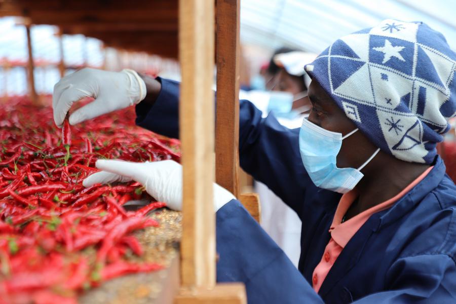 Xinhua Commentary: Zero tariffs forge stronger China-Africa partnership toward shared prosperity
