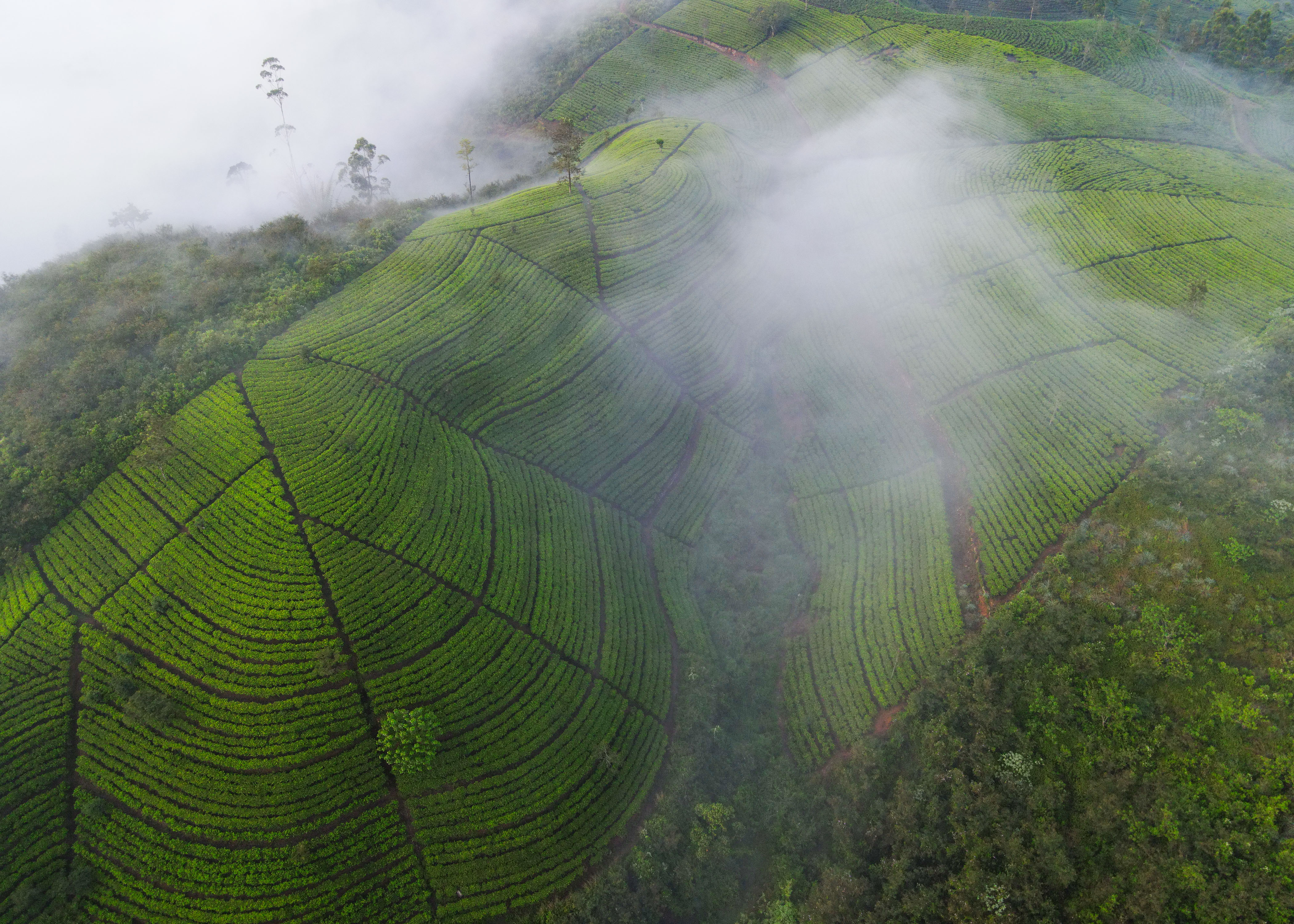 魅力亚太丨斯里兰卡：茶香越山海 古园启新章