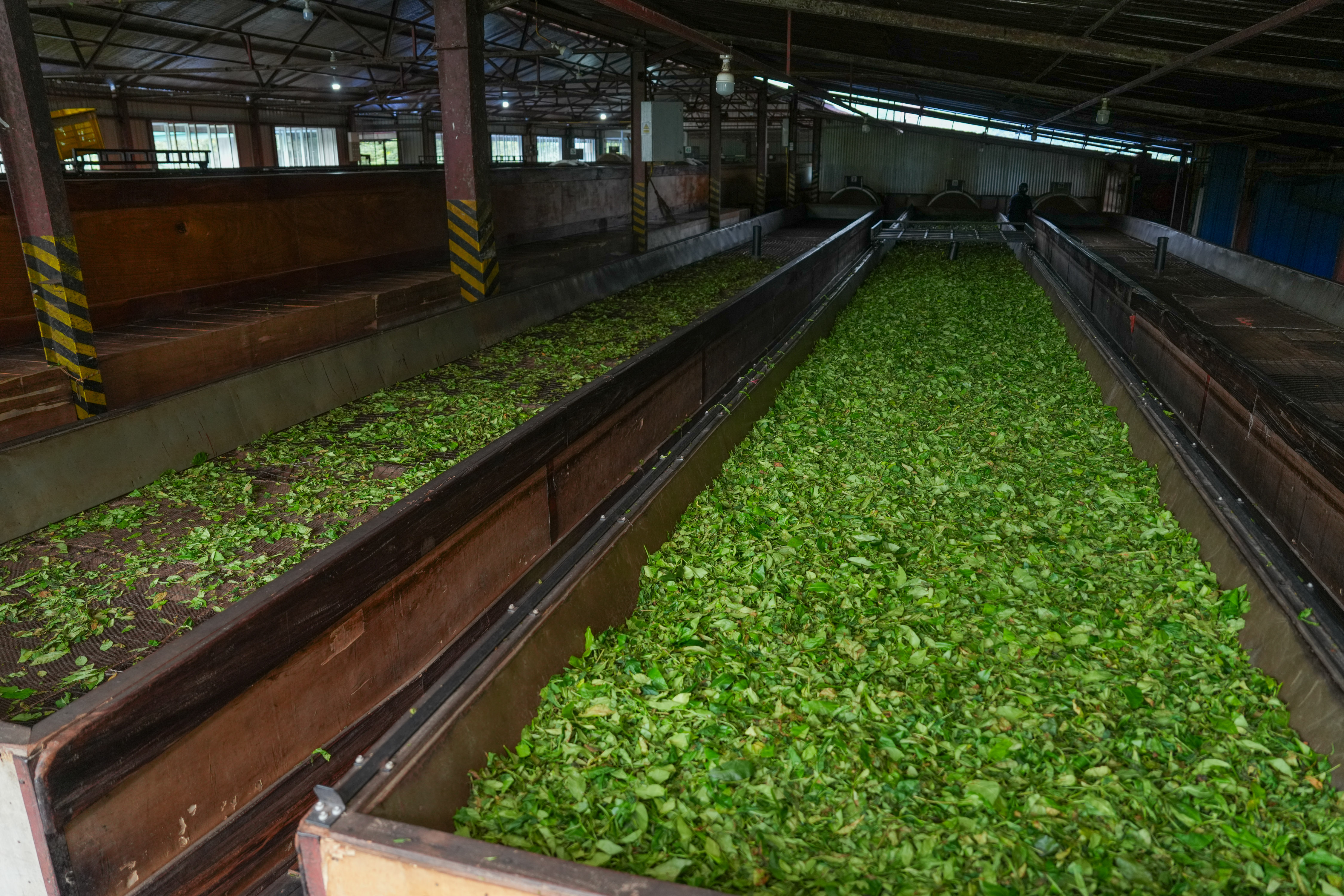魅力亚太丨斯里兰卡：茶香越山海 古园启新章