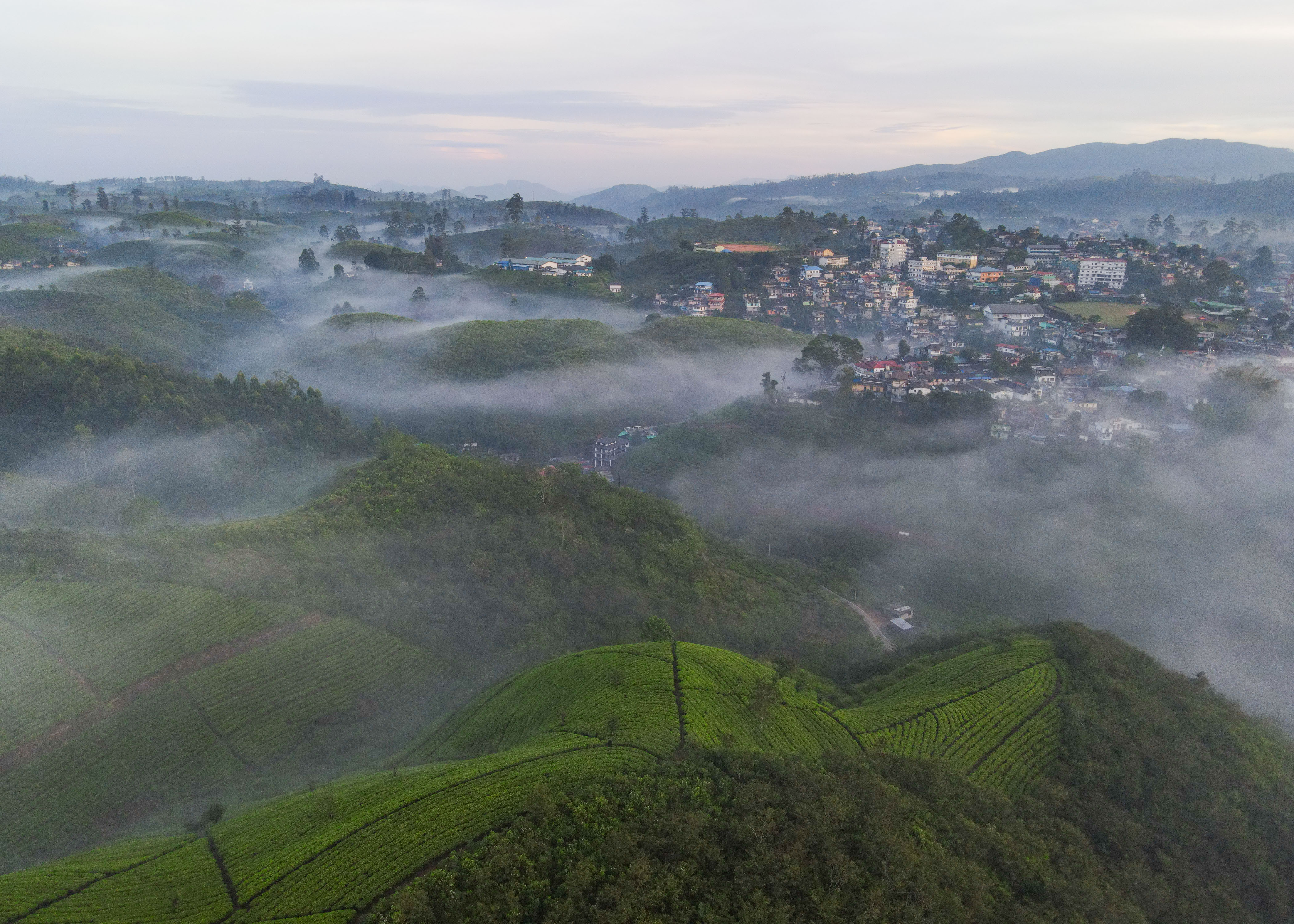 魅力亚太丨斯里兰卡：茶香越山海 古园启新章