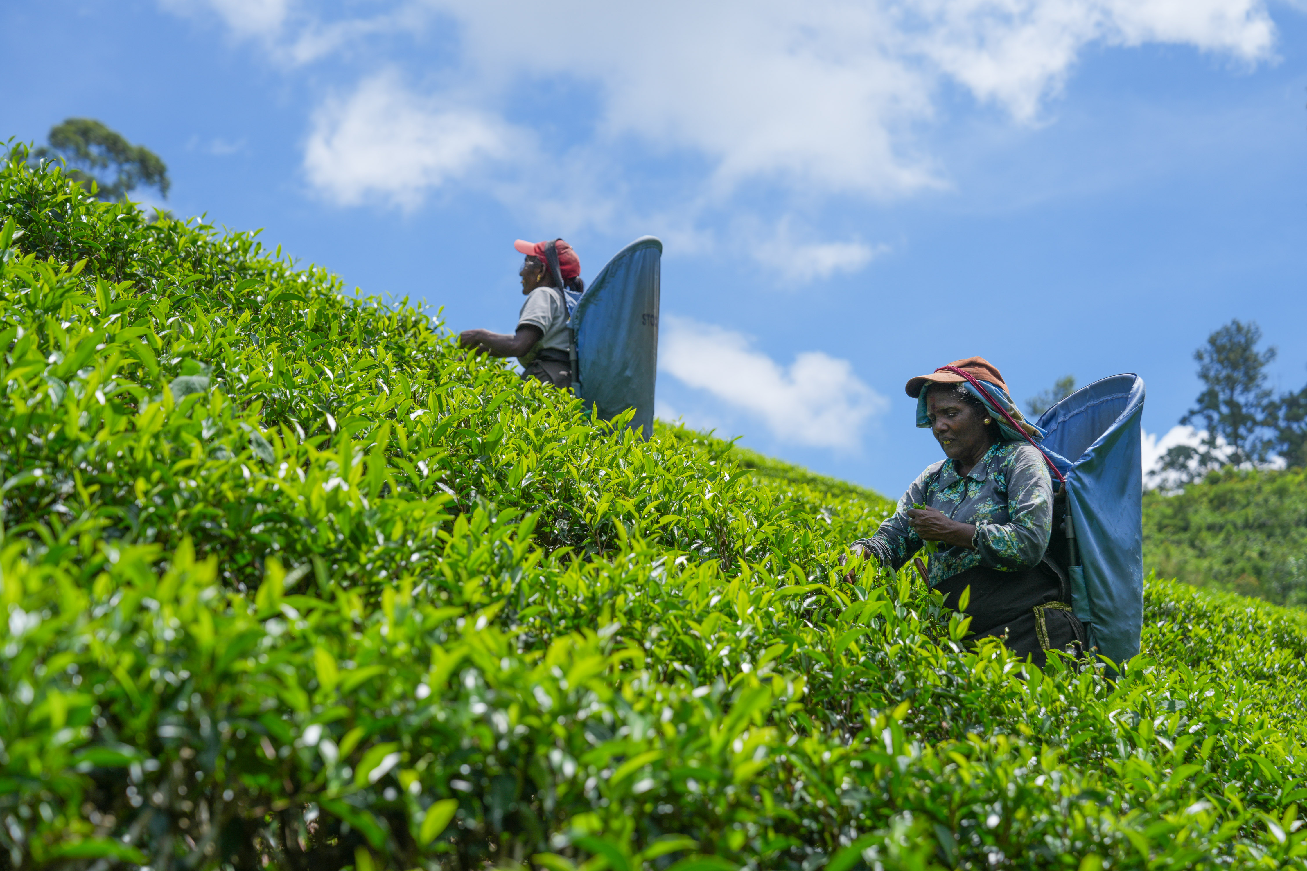 魅力亚太丨斯里兰卡：茶香越山海 古园启新章