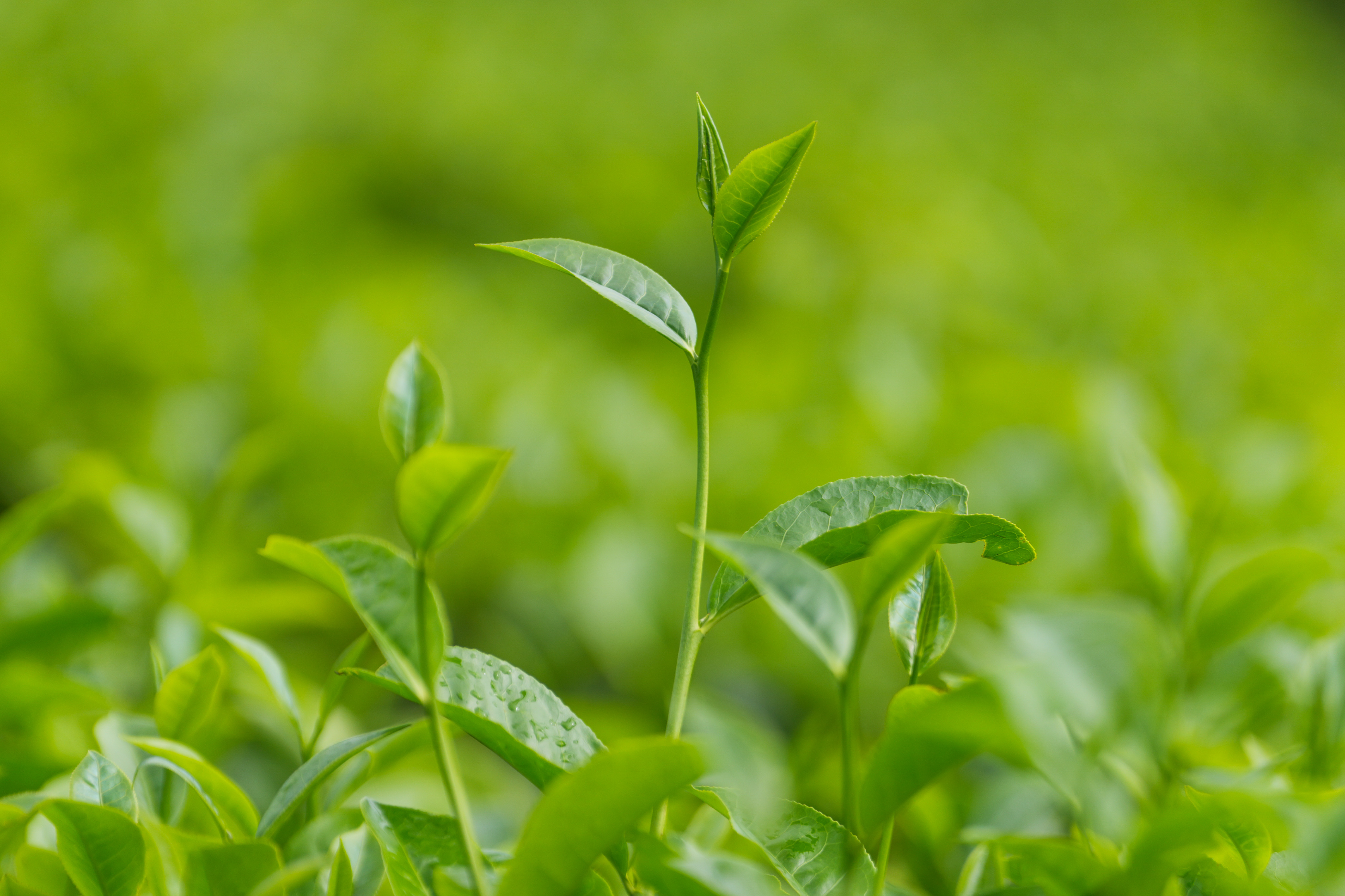 魅力亚太丨斯里兰卡：茶香越山海 古园启新章
