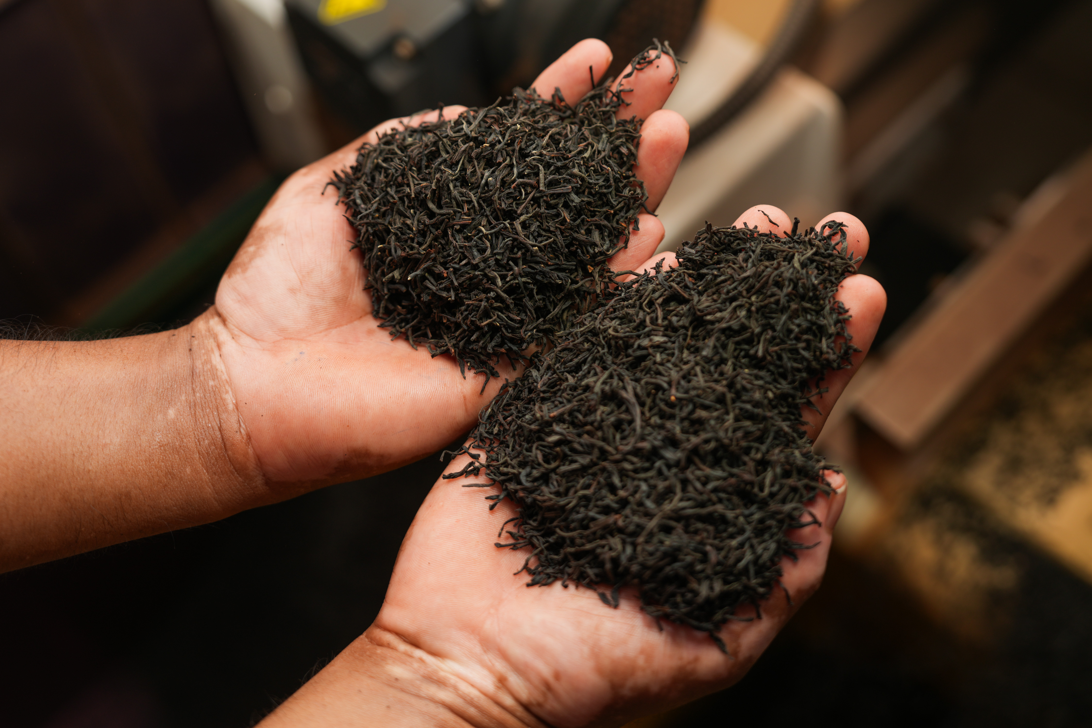 魅力亚太丨斯里兰卡：茶香越山海 古园启新章