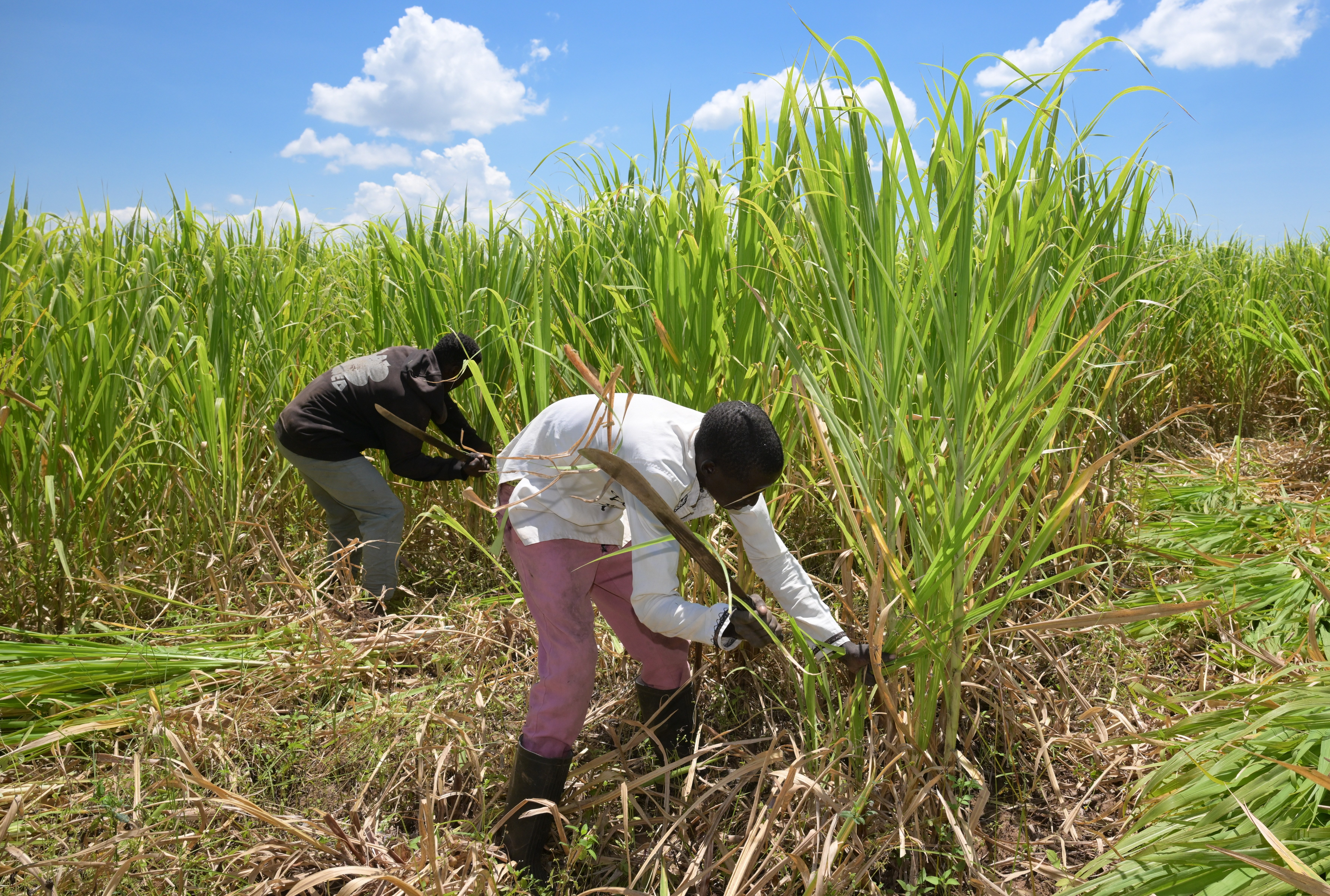 探访肯尼亚菌草种植园