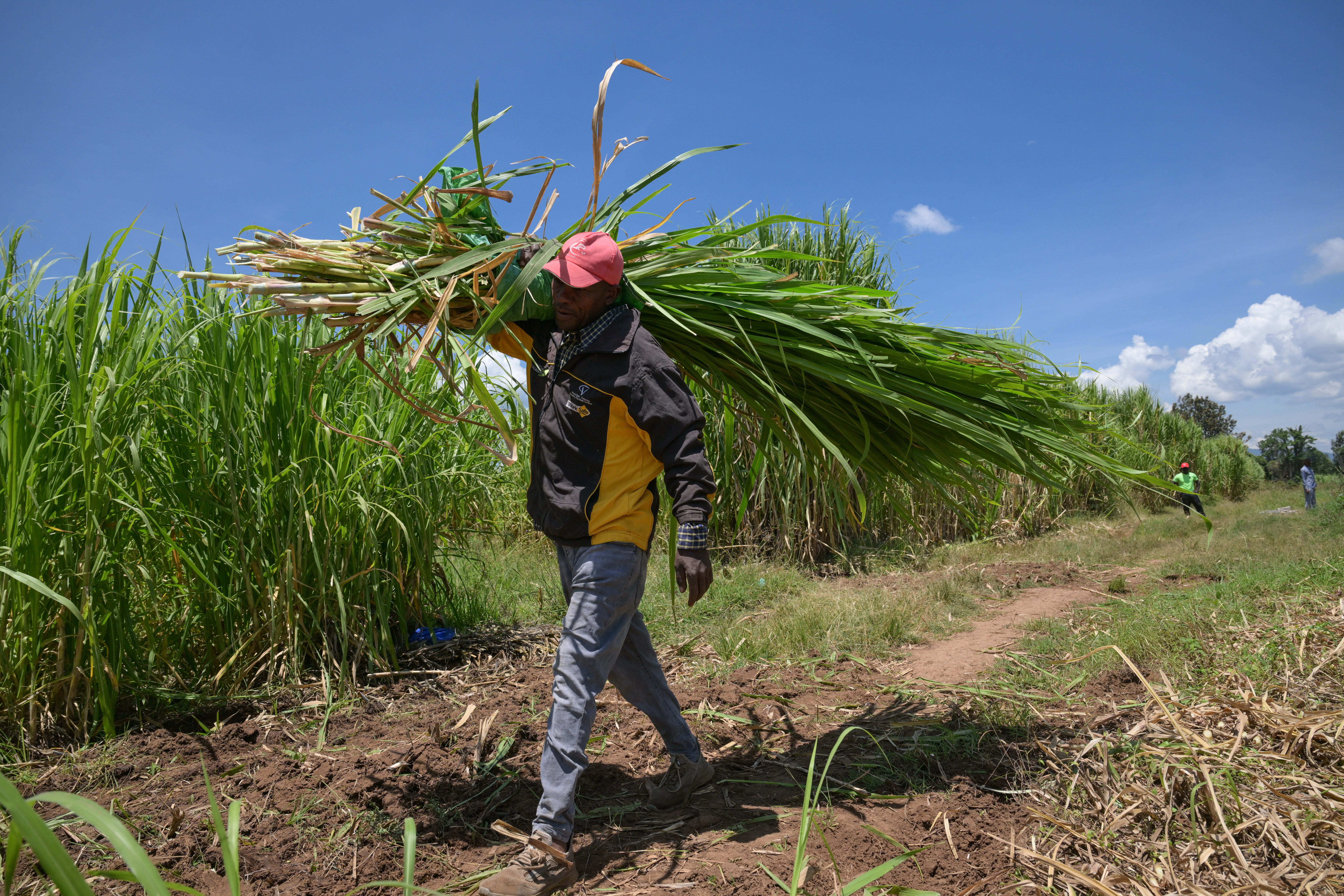 探访肯尼亚菌草种植园