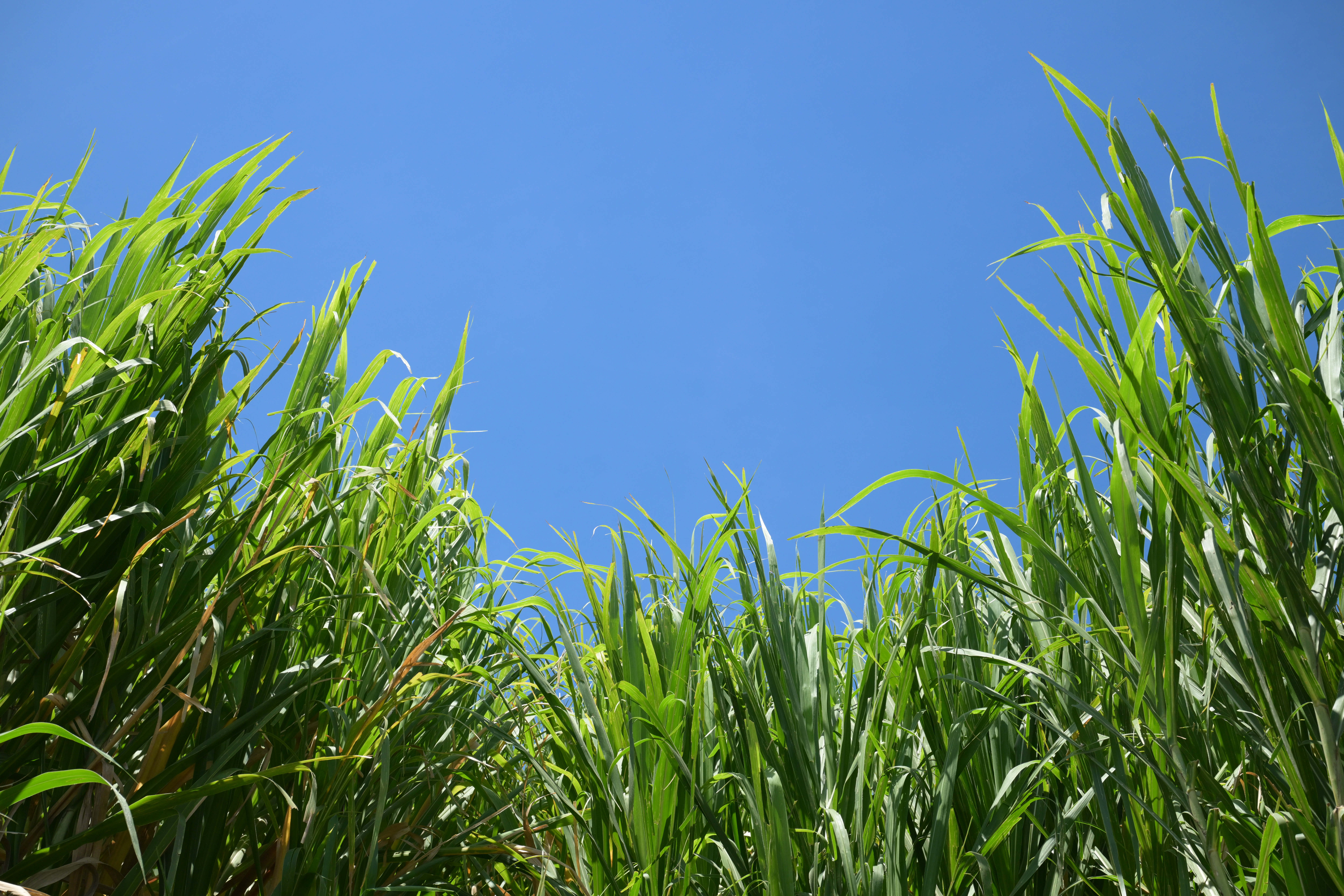 探访肯尼亚菌草种植园