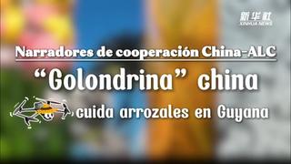 Narradores de cooperación de China-ALC: "Golondrina" china cuida arrozales en Guyana