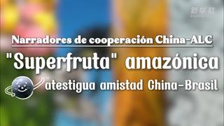 Narradores de cooperación China-ALC: "Superfruta" amazónica atestigua amistad China-Brasil