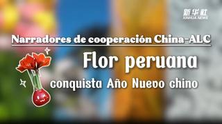Narradores de cooperación de China-ALC: Flor peruana conquista Año Nuevo chino