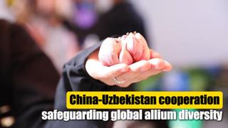 AmazingChina# | التعاون بين الصين وأوزبكستان في حماية التنوع العالمي للثوم