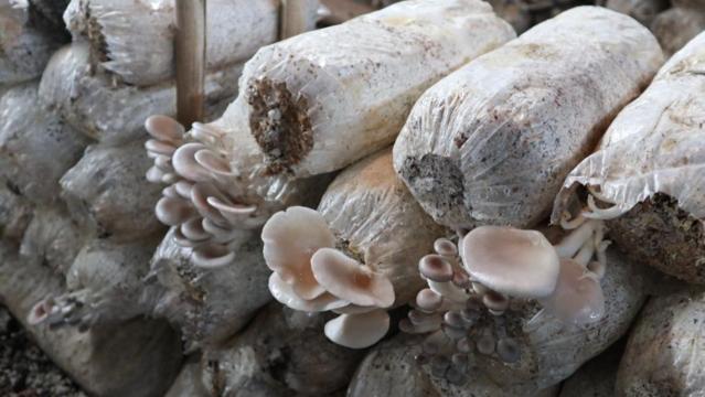 记者手记丨授人以“菇”——中国食用菌技术让埃塞人的餐盘更丰富