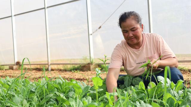 中国大棚种植技术让老挝金花村焕发新生