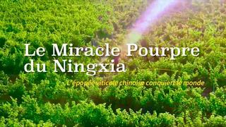 #AmazingChina | Le "Miracle Pourpre" du Ningxia : l'épopée viticole chinoise conquiert le monde