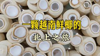 一颗越南鲜椰的北上之旅