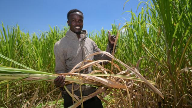 探访肯尼亚菌草种植园