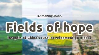 #AmazingChina | Des champs porteurs d'espoir : les perspectives du développement rural chinois s'internationalisent