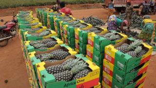 Bénin : les ananas "Pain de Sucre" en pleine récolte