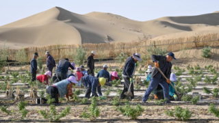 Xinhua Headlines: China makes major strides in fight against desertification, shares lessons with world