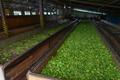 魅力亚太丨斯里兰卡：茶香越山海 古园启新章