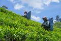 魅力亚太丨斯里兰卡：茶香越山海 古园启新章