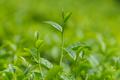 魅力亚太丨斯里兰卡：茶香越山海 古园启新章