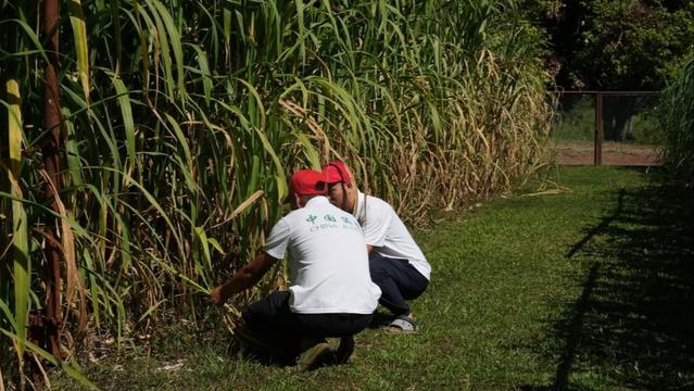 中国菌草跨重洋 扎根斐济惠民生