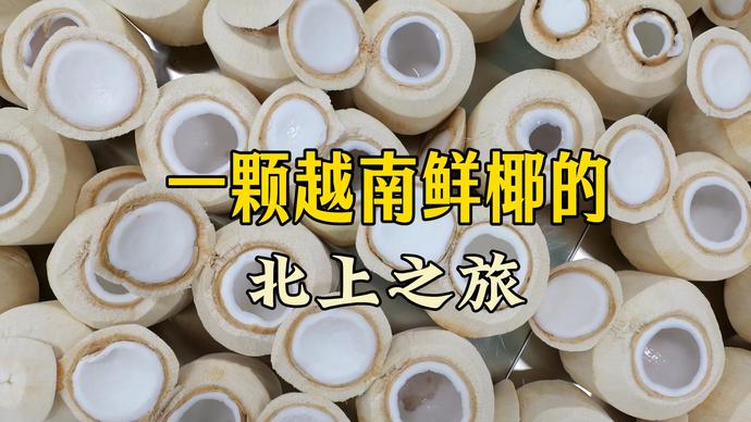 一颗越南鲜椰的北上之旅